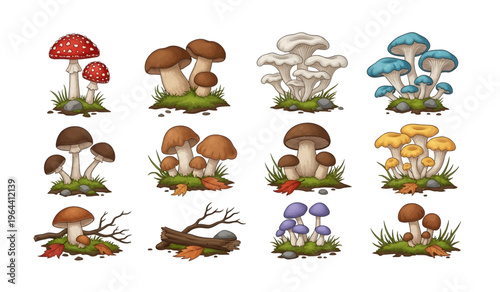 Collection of Colorful illustration of various mushrooms.
