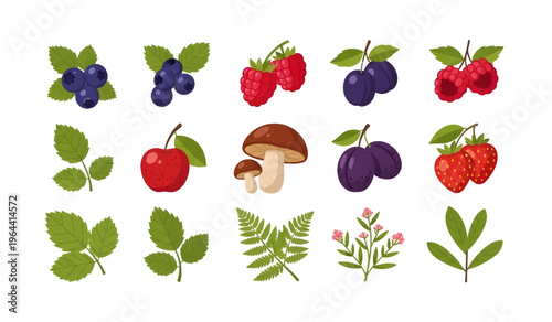 Collection of Colorful illustration of various fruits and leaves.
