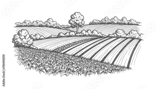 Hand drawn of rolling farmland with crops and trees field agriculture rural landscape