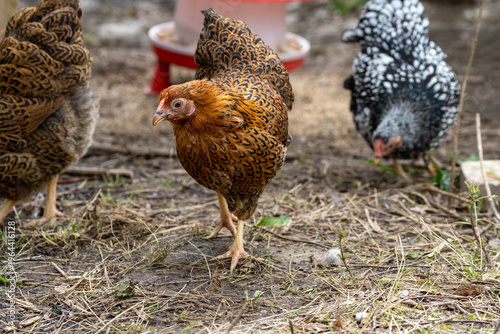 Tableau sur toile wyandotte free range chickens near a feeder and drinker