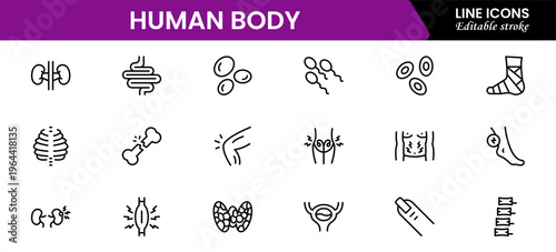Human body icons depicting anatomy, organs, skeleton, muscles, health, biology, structure, systems, medical, education, science, physiology, and wellness.