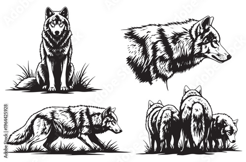 Detailed wolf illustration set featuring realistic fur textures or sitting and walking poses with pups for wildlife conservation and nature branding on transparent background graphics