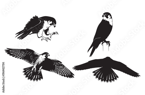  Set of detailed black silhouettes of falcons in various poses including flying hunting standing perched and with prey isolated on transparent background vector illustration graphic design elements