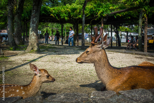 A pair of sika deer resting on the gravel ground at Nara Park with a background of people walking through the temple area.
