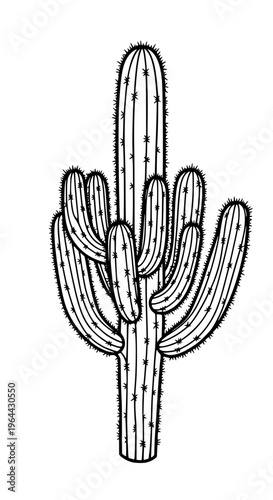 A large cactus plant with several arms isolated on white background, Vector