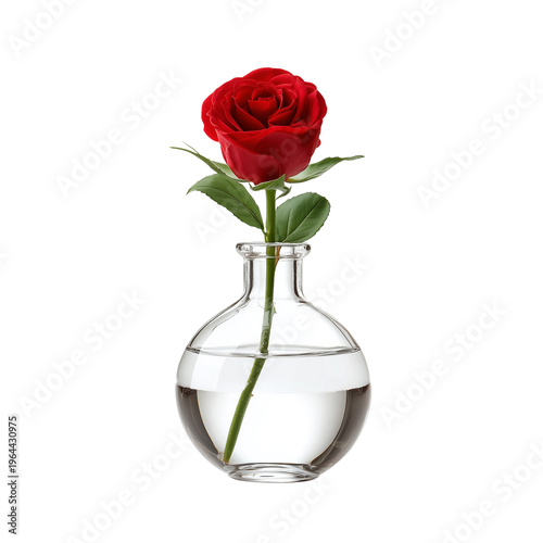 Elegant transparent glass vase holding a single red rose isolated on transparent background
