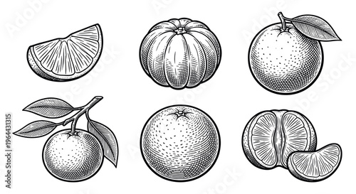 Set of orange fruit illustrations in a vintage engraving style. Detailed hand-drawn black and white vector graphics for organic food branding, menus, and packaging design.