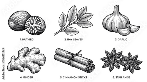 A vintage set of hand drawn spices and herbs. Engraved vector illustration of nutmeg, garlic, ginger, cinnamon, and star anise. Perfect for menus and packaging.