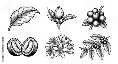 A set of vintage coffee plant illustrations: bean, leaf, flower, branch, and berry. Hand drawn engraving style vector for packaging, menu, logo, and cafe branding.