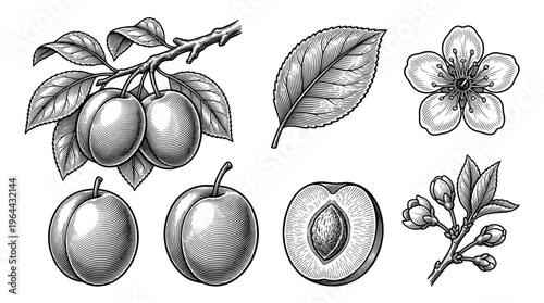 A vintage botanical illustration set of plum fruit, flower, and leaf. Detailed hand-drawn black and white engraving style vector for natural food packaging or elegant design.