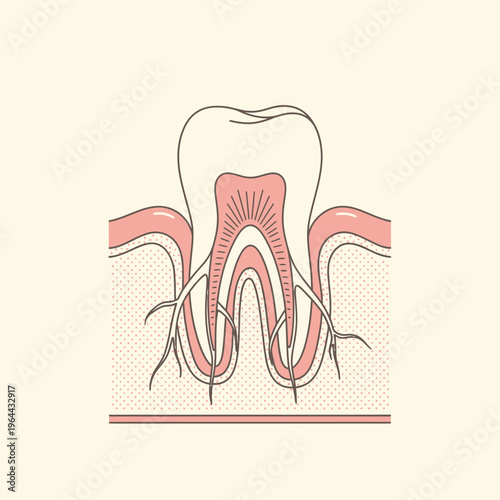 Detailed cross-section illustration of a human tooth and its root system.