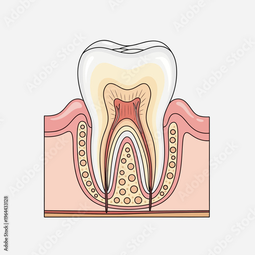 Detailed Cross-Sectional Diagram of a Healthy Human Tooth Structure.