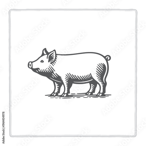 Pig engraving illustration in classic vintage style. Detailed livestock drawing with hand drawn lines and rustic texture. Traditional animal design for butcher branding and agricultural themes.