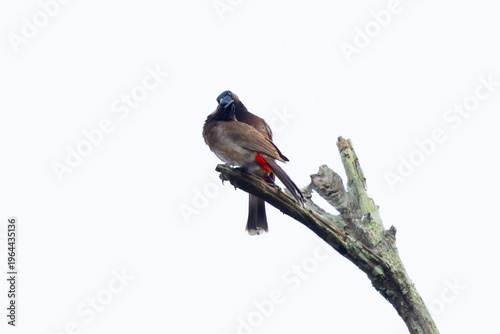 Photos Pair of Common Bulbuls Perched on Tree Branches | Charming Songbirds of Asia