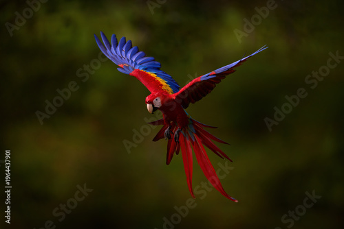 Scarlet Macaw, Ara macao, in tropical forest,  Ecuador. Wildlife scene from tropical nature. Red in forest. Red blue macaw parrot flying in dark green vegetation with beautiful back light and rain.