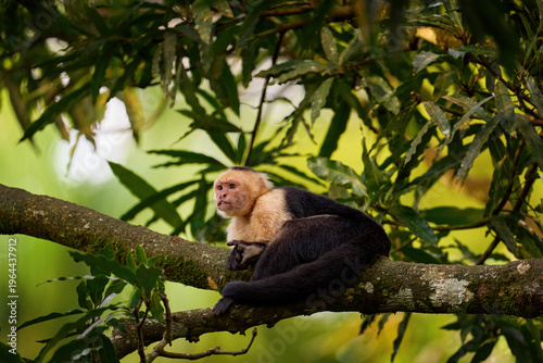 Photography White-headed Capuchin, black monkey sitting on tree branch in the dark tropical forest