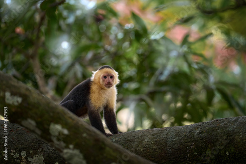 Photography White-headed Capuchin, black monkey sitting on tree branch in the dark tropical forest