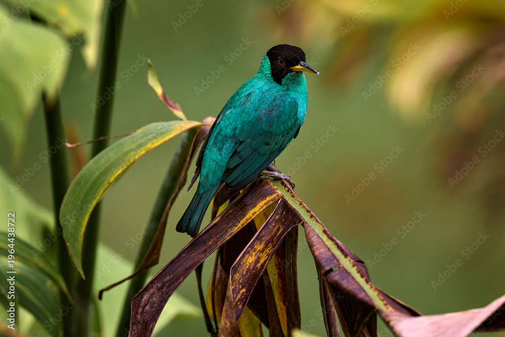 Fototapeta premium Tanager from tropical forest. Wildlife scene, bird love in habitat. Costa Rica wildlife. Green Honeycreeper, Chlorophanes spiza, exotic tropical malachite green and blue bird from Costa Rica.
