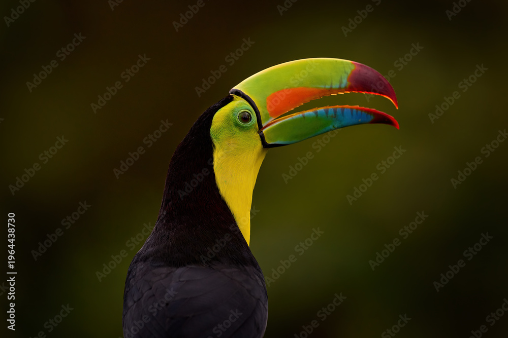Obraz premium Tropic wildlife. Detail portrait of toucan. Beautiful bird with big beak. Keel-billed Toucan, Ramphastos sulfuratus,sitting on the branch in tropical rain with green jungle in background, Costa Rica.