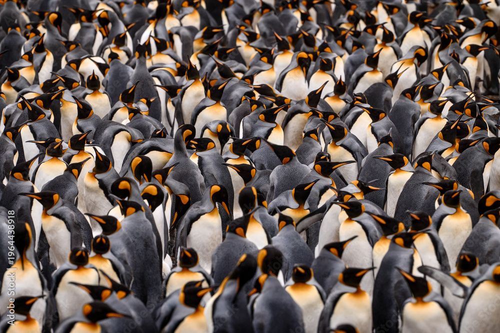 Obraz premium Group of king penguins coming back from sea to beach with wave and blue sky in background, South Georgia, Antarctica. Penguin colony, Antarctica wildlife. Blue sky and water bird in Atlantic Ocean.
