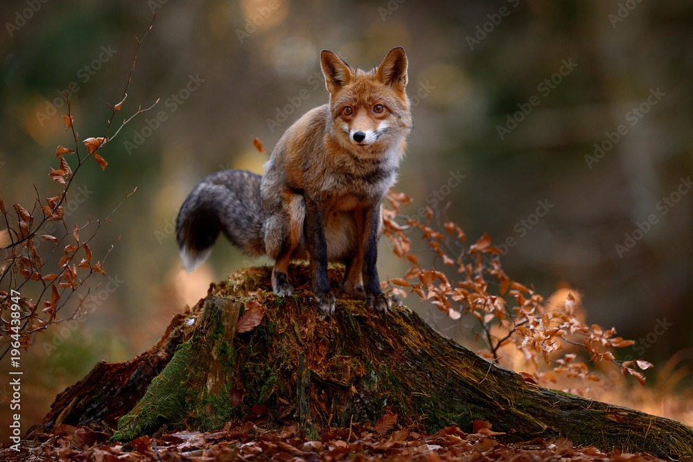 Fototapeta premium Autumn nature. Cute Red Fox, Vulpes vulpes in fall forest. Beautiful animal in habitat. Wildlife scene from the wild nature, Germany, Europe. Cute animal in habitat. Orange autumn leaves.