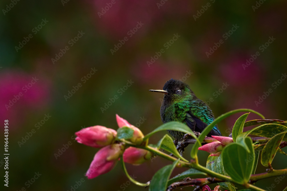 Fototapeta premium Wildlife sucking action scene from tropical forest. Fiery-throated Hummingbird, Panterpe insignis, flying next to beautiful pink flower, Savegre, Costa Rica. Bird with bloom, sucking nectar.