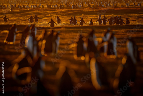 Orange sunset, penguins running to the colony. Beautiful gentoo penguin with evening light. Wildlife from, Bleaker Island, Falkland Islands, water bird with orange sky in background, Antarctica.