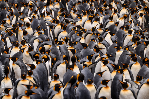 Group of king penguins coming back from sea to beach with wave and blue sky in background, South Georgia, Antarctica. Penguin colony, Antarctica wildlife. Blue sky and water bird in Atlantic Ocean.