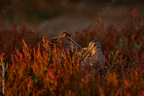 Pair og bird with long tail hiden in red evening grass. Magellanic Snipe, Gallinago paraguaiae magellanica, portrait in the red flowers, Carcass Island, Falklands Islands.