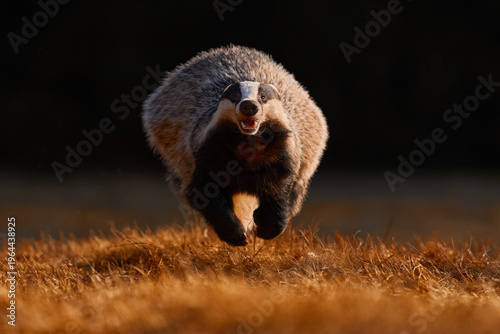 Autumn wildlife, budger run. Autumn wildlife.  Forest nature. Badger running behind of tree in the wild nature. Orange fall leaves. Nice wood in background, Czech, Europe. Wildlife.