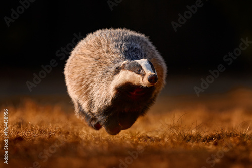 Autumn wildlife, budger run. Autumn wildlife.  Forest nature. Badger running behind of tree in the wild nature. Orange fall leaves. Nice wood in background, Czech, Europe. Wildlife.