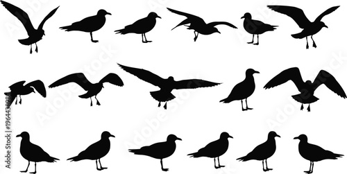 Collection of various seagull silhouettes in different flying and standing positions on white background