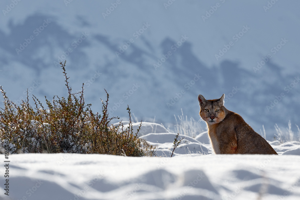 Naklejka premium Mountain Lion. Wildlife scene from nature. Puma, nature winter habitat with snow, Argentina. Wild big cat Cougar, Puma concolor, hidden portrait of dangerous animal with stone.