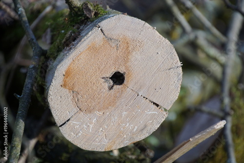 1964440102 Baumbefall Baumfällung Loch im Stamm