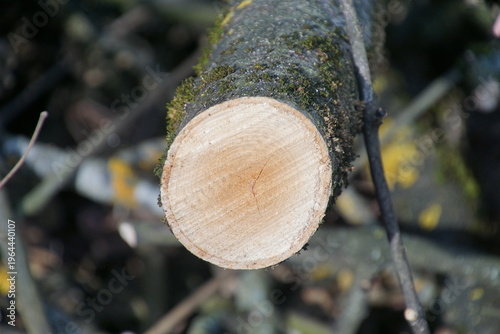 1964440107 Astschnitt Schnittfläche