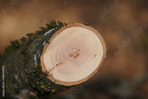 1964440115 Astschnitt Schnittfläche