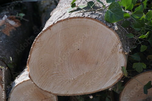 1964440121 Astschnitt im Winter Schnittfläche