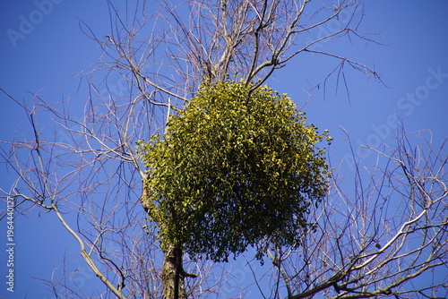 1964440127 Mistel im Februar