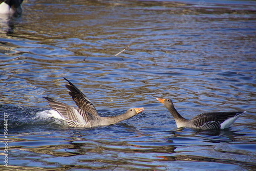 1964440137 Zwei Streitende Wildgänse