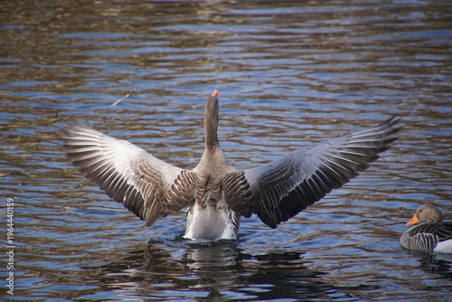 1964440159 Wildgans breite ihre Flügel Schwingen aus