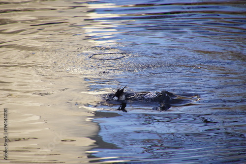 1964440181 Tauchende Reiherente Bürzel im Wasser