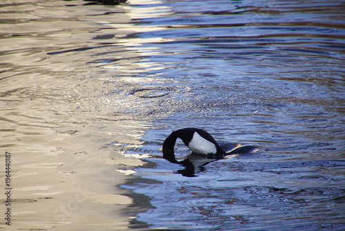 1964440187 Tauchende Reiherente Kopf im Wasser und Sprung