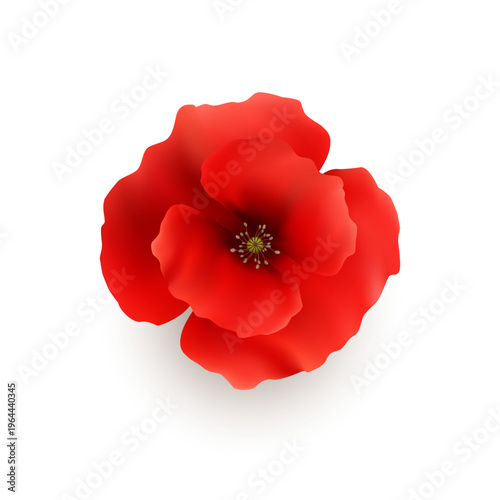 Blossom of red poppy flower. Vector realistic isolated inflorescence of plant with petals. Blooming bud, wildflower simplicity and aesthetic floral composition or arrangement flourishing