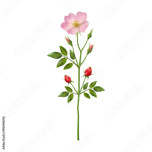 Pink flowers of dog rose, rosa canina plant in blossom. Vector realistic isolated blooming flourishing with berries. Shrub with branches and thorns, leaves and foliage, briar inflorescence