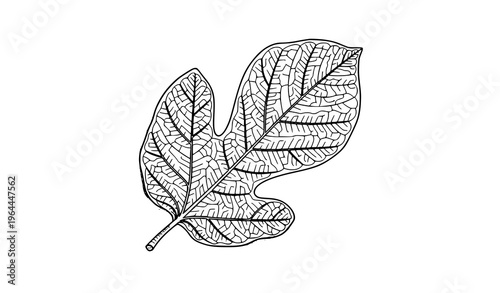 Artistic weeping fig leaf fine line vector with intricate veins and elegant botanical illustration