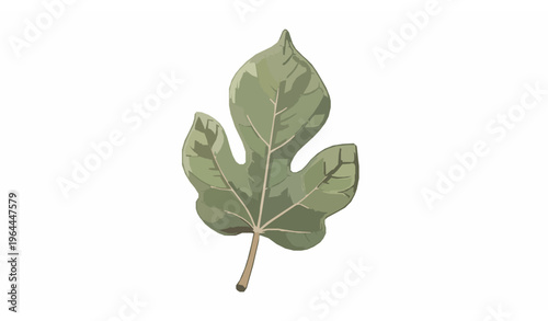 Weeping fig leaf color vector with fine linework and realistic botanical details isolated on white