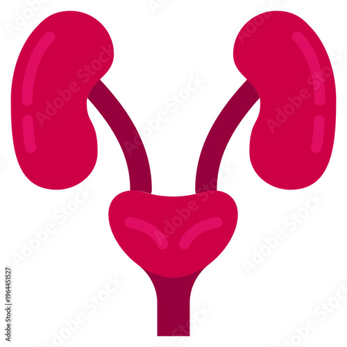 Human kidneys and ureter anatomical flat icon, renal system physiology illustration for medical and health education