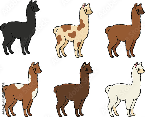 Flat vector illustration set of cute alpacas and llamas in various colors including white brown black and spotted patterns isolated on white background