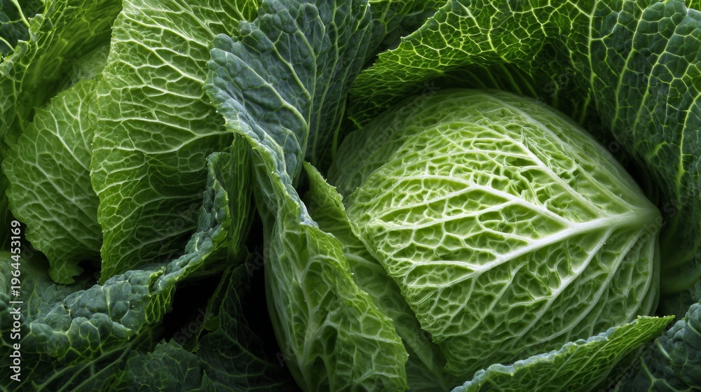 Obraz premium Fresh Green Cabbage Surrounded by Leafy Greens in a Vibrant Organic Display