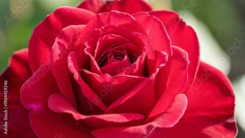 Captivating detail of a fully opened red rose, highlighting its deep color and exquisite form, a timeless emblem of beauty and romance